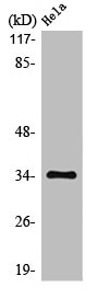 CSB-PA003204