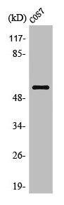 CSB-PA003499