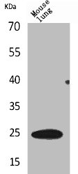 CSB-PA004918