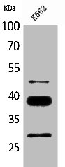 CSB-PA005192