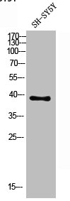 CSB-PA005192