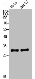 CSB-PA006034