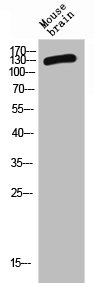 CSB-PA006234