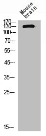 CSB-PA006234