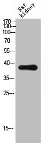 CSB-PA006279