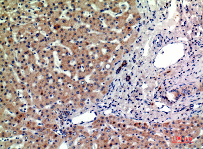 CSB-PA006299