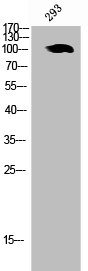 CSB-PA006299