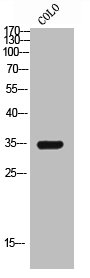 CSB-PA007283