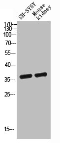 CSB-PA007283