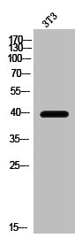 CSB-PA009281