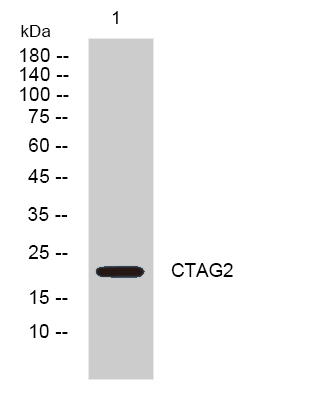 CSB-PA029753