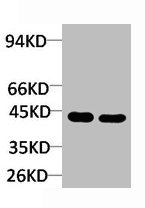 CSB-PA450853