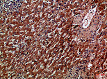CSB-PA821914