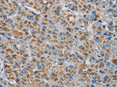 CSB-PA132878