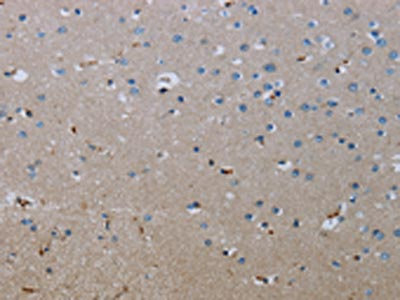 CSB-PA549292