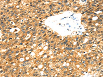 CSB-PA903544