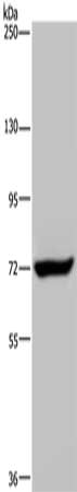 CSB-PA037047
