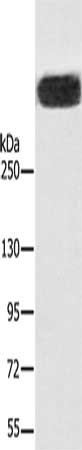 CSB-PA050519