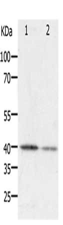 CSB-PA068736