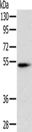 CSB-PA132878