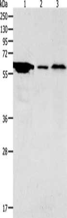 CSB-PA207627