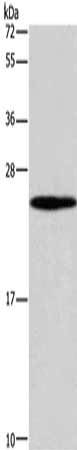 CSB-PA247916