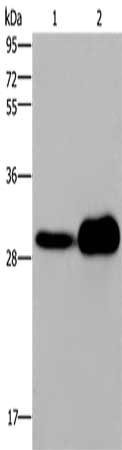 CSB-PA249906
