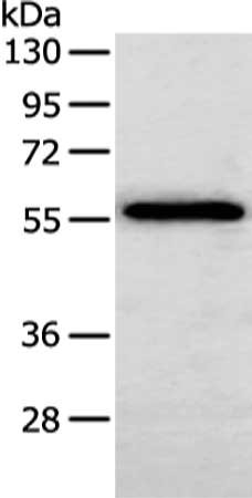 CSB-PA294574