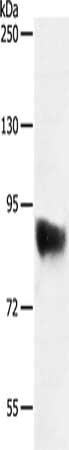 CSB-PA448223