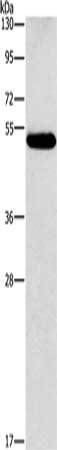 CSB-PA788799