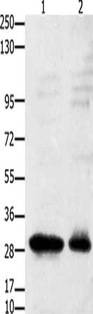 CSB-PA823966