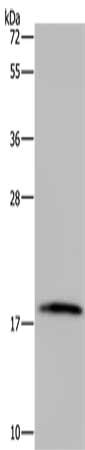 CSB-PA984896 WB