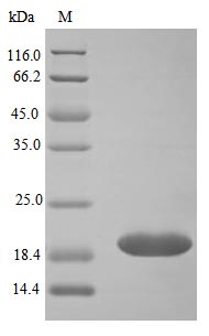 CSB-AP000461HU