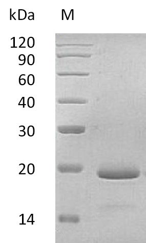 CSB-AP004581HU