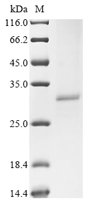 CSB-BP005386HU