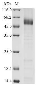 CSB-BP007399HU