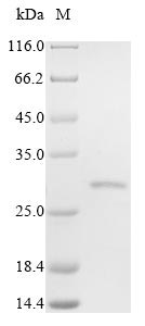 CSB-BP008786HU1