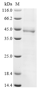 CSB-BP011972HU