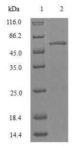 CSB-BP017451HU
