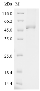 CSB-BP024457HU