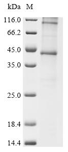 CSB-CF004839HU