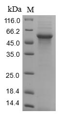CSB-CF005753HUa6