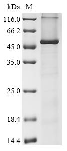 CSB-CF007960HU(A4)