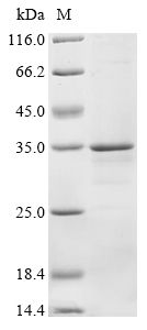 CSB-CF015007HU