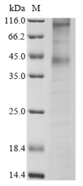 CSB-CF016361HU
