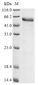 CSB-EP001894HU