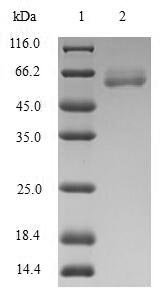 CSB-EP002006HU