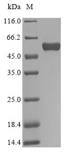 CSB-EP002683HU