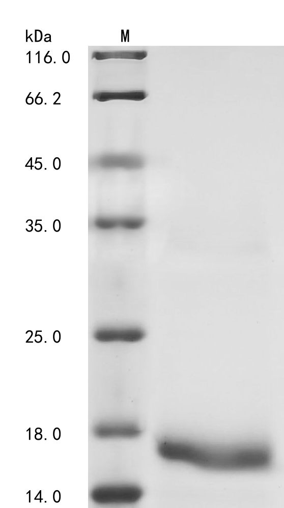 CSB-EP002740HUa0