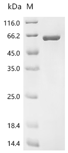 CSB-EP004486HUc7